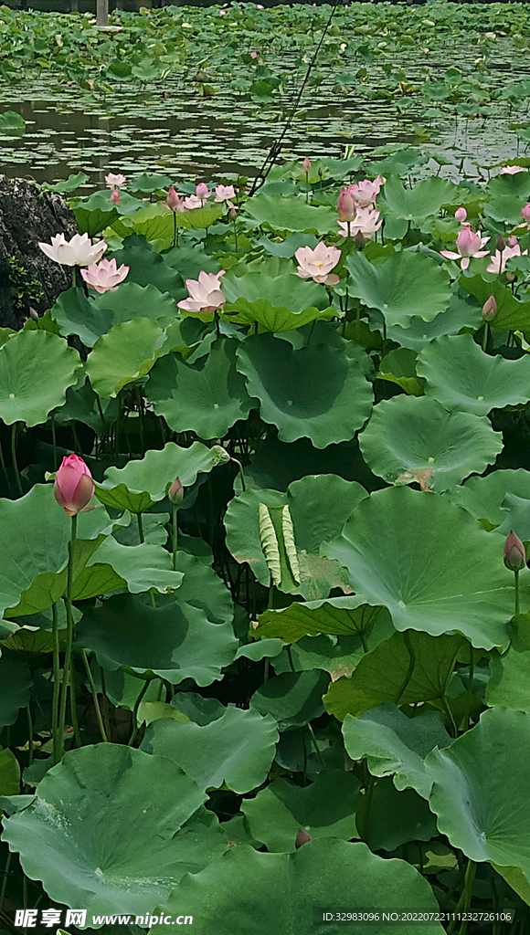 荷花池