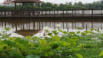 荷池风景图