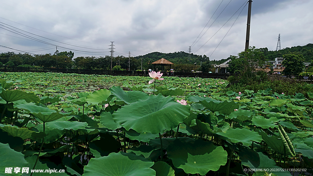 荷花池