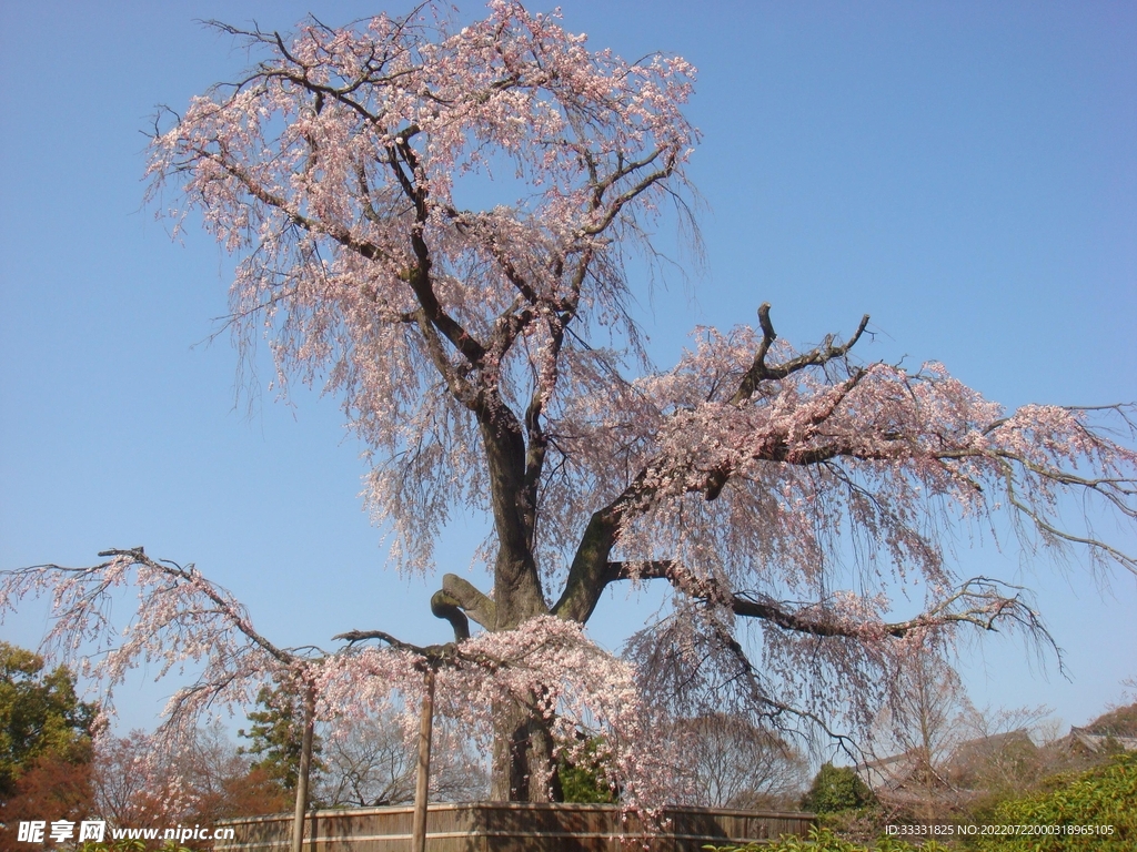 樱花
