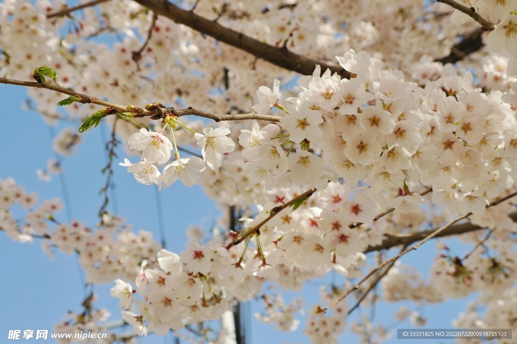 樱花
