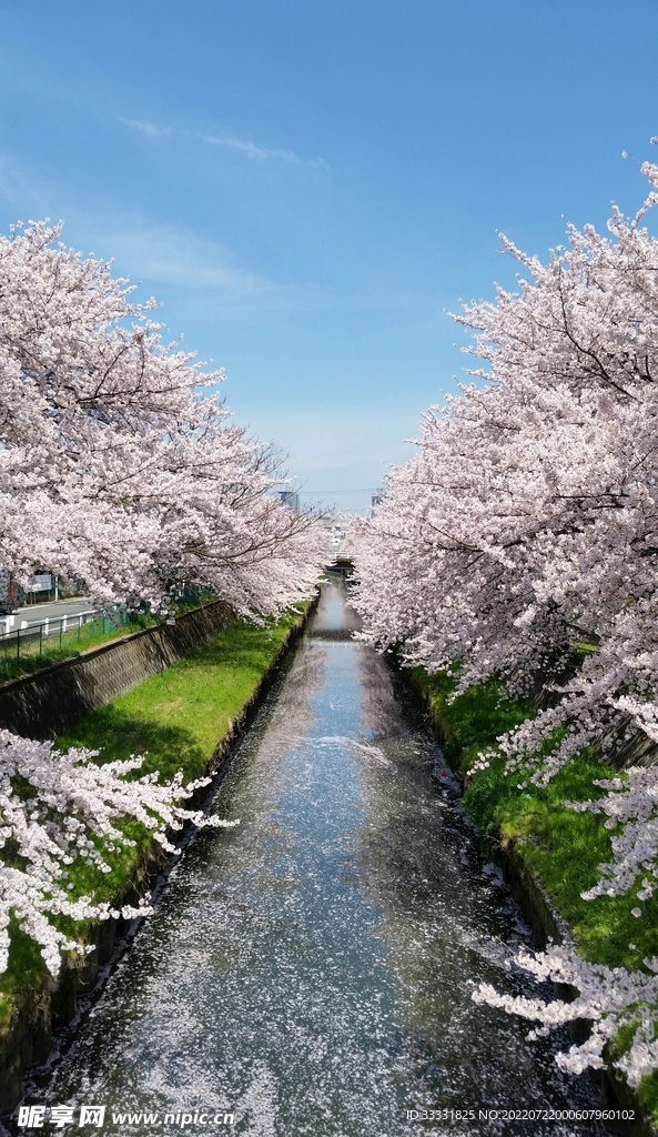 樱花