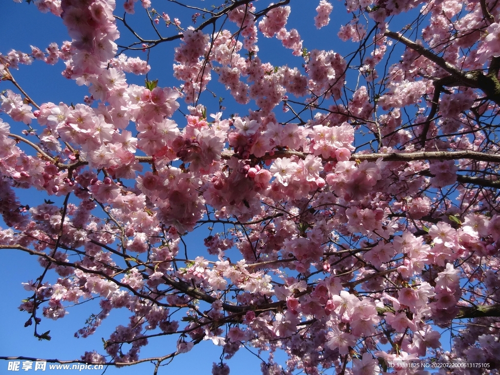 樱花