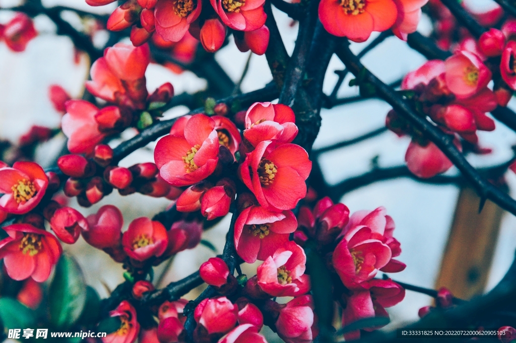 樱花