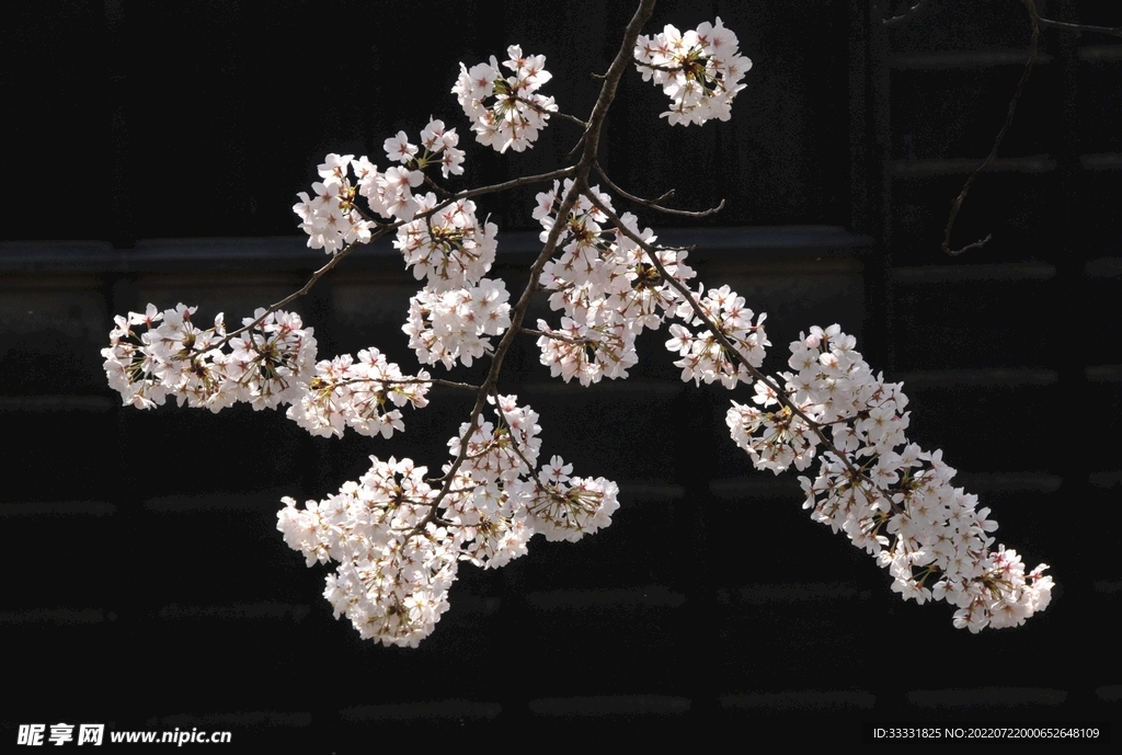 樱花