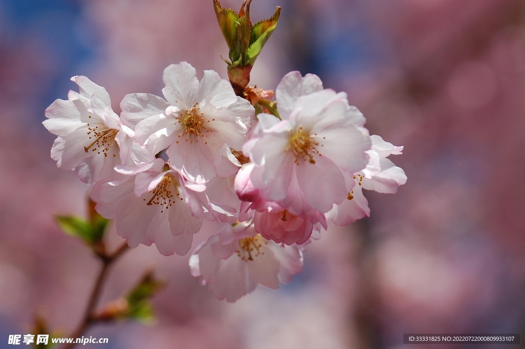 樱花