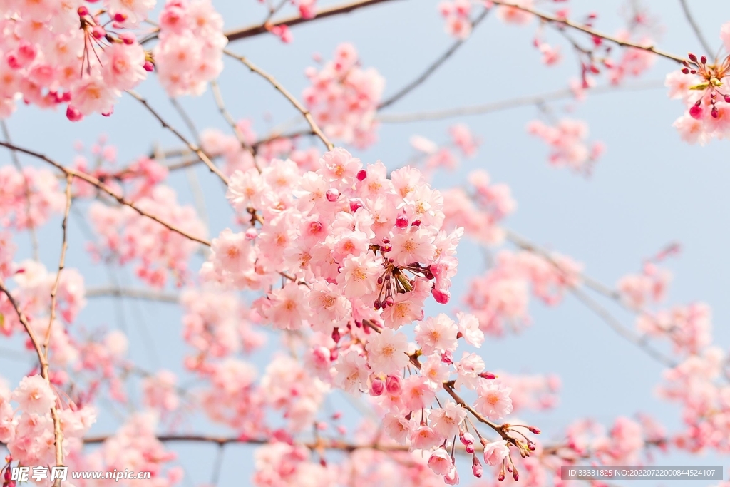 樱花