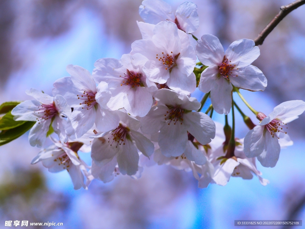 樱花