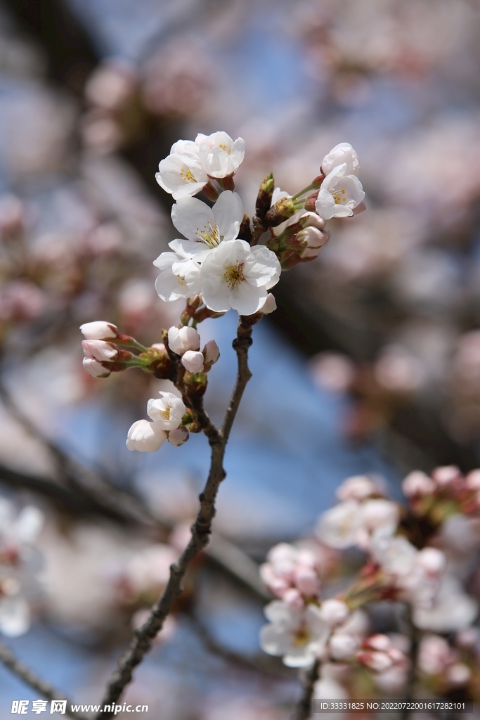 樱花