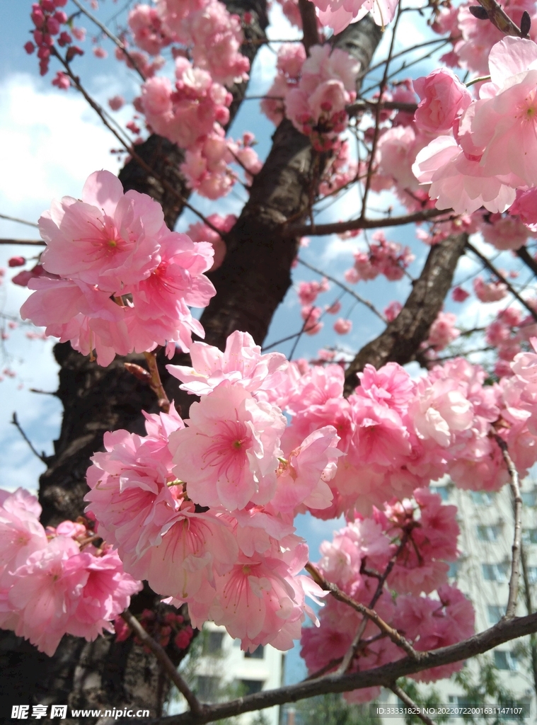 樱花