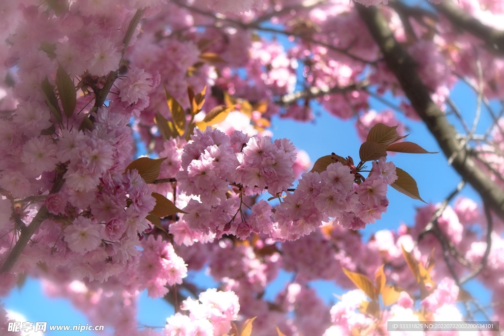 樱花