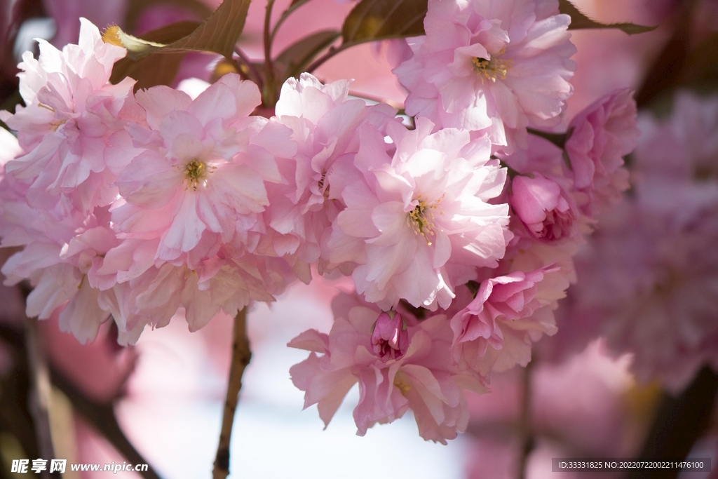 樱花