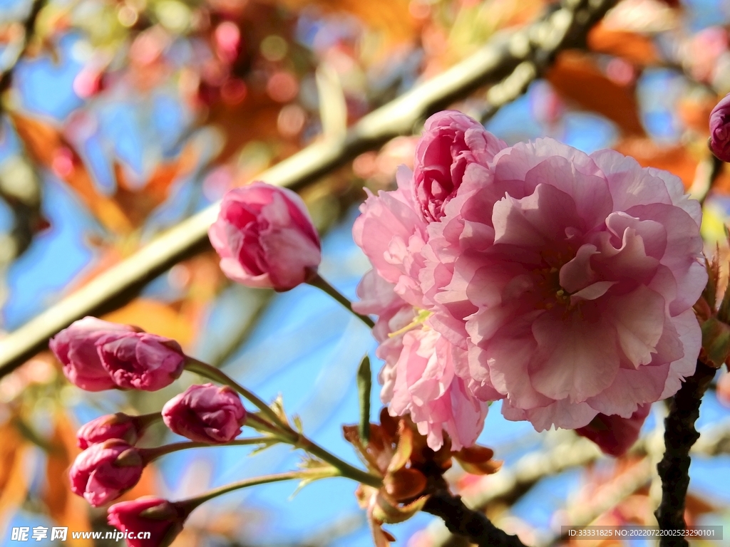樱花