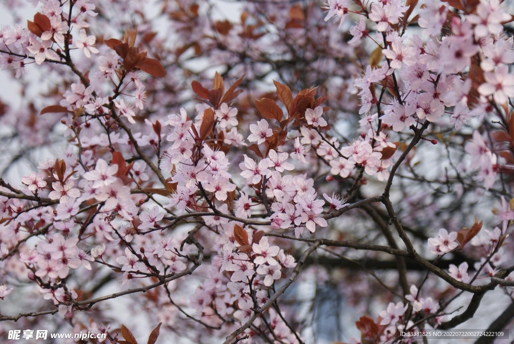 樱花