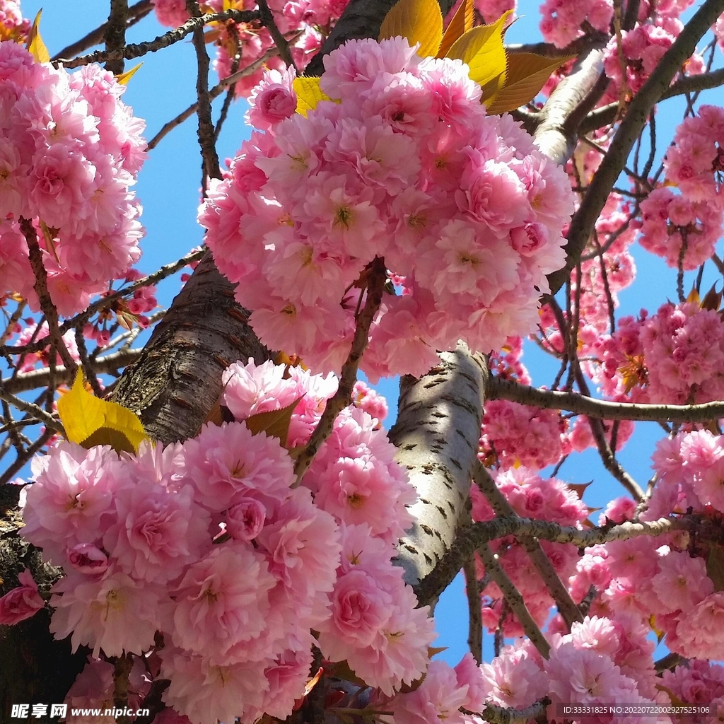 樱花