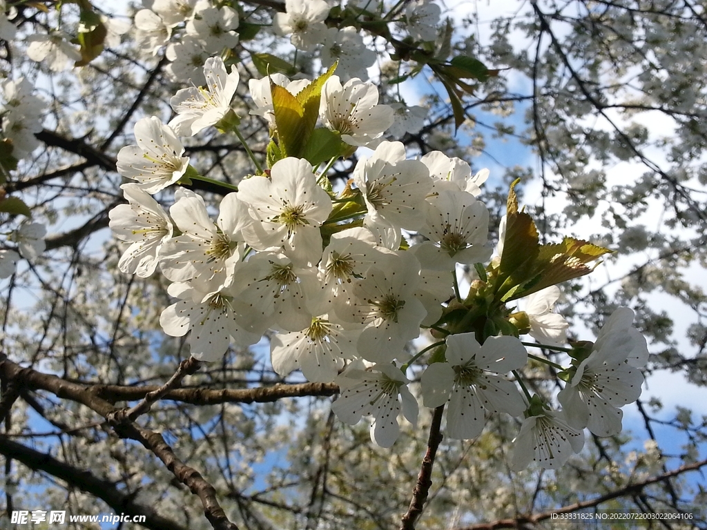 樱花
