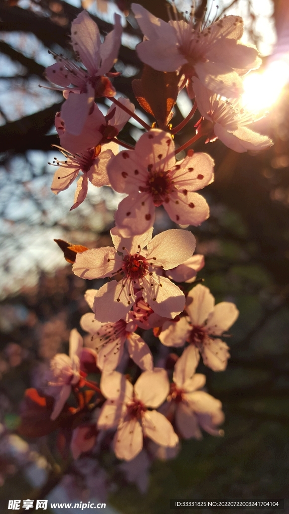 樱花