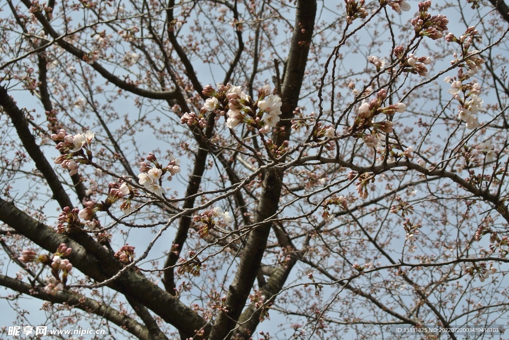 樱花