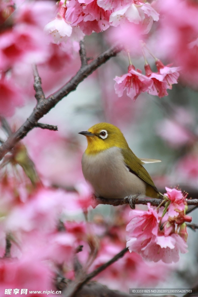 樱花