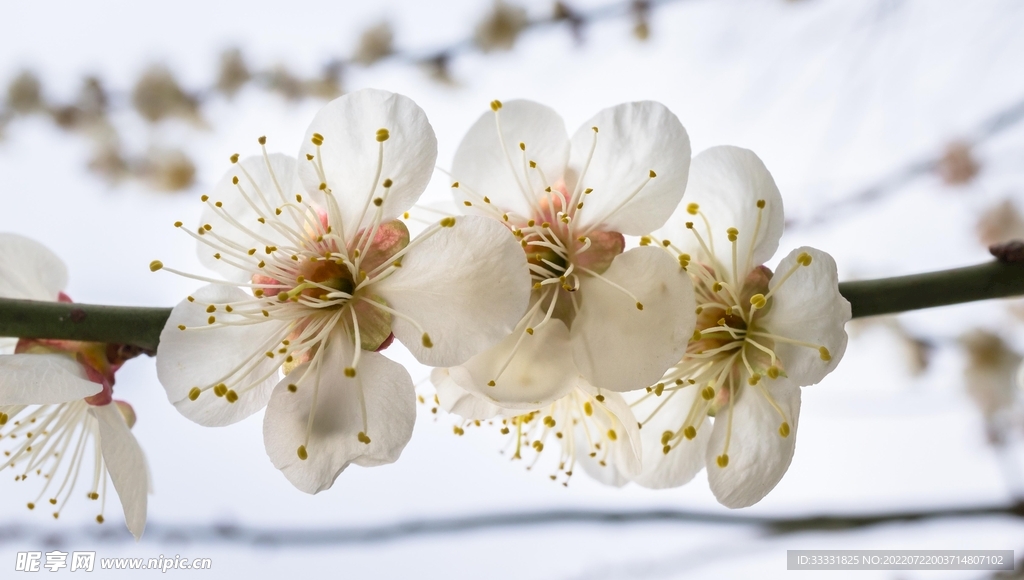 樱花