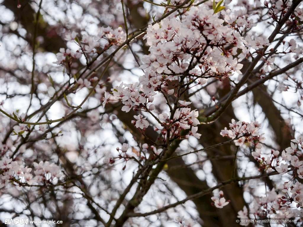 樱花