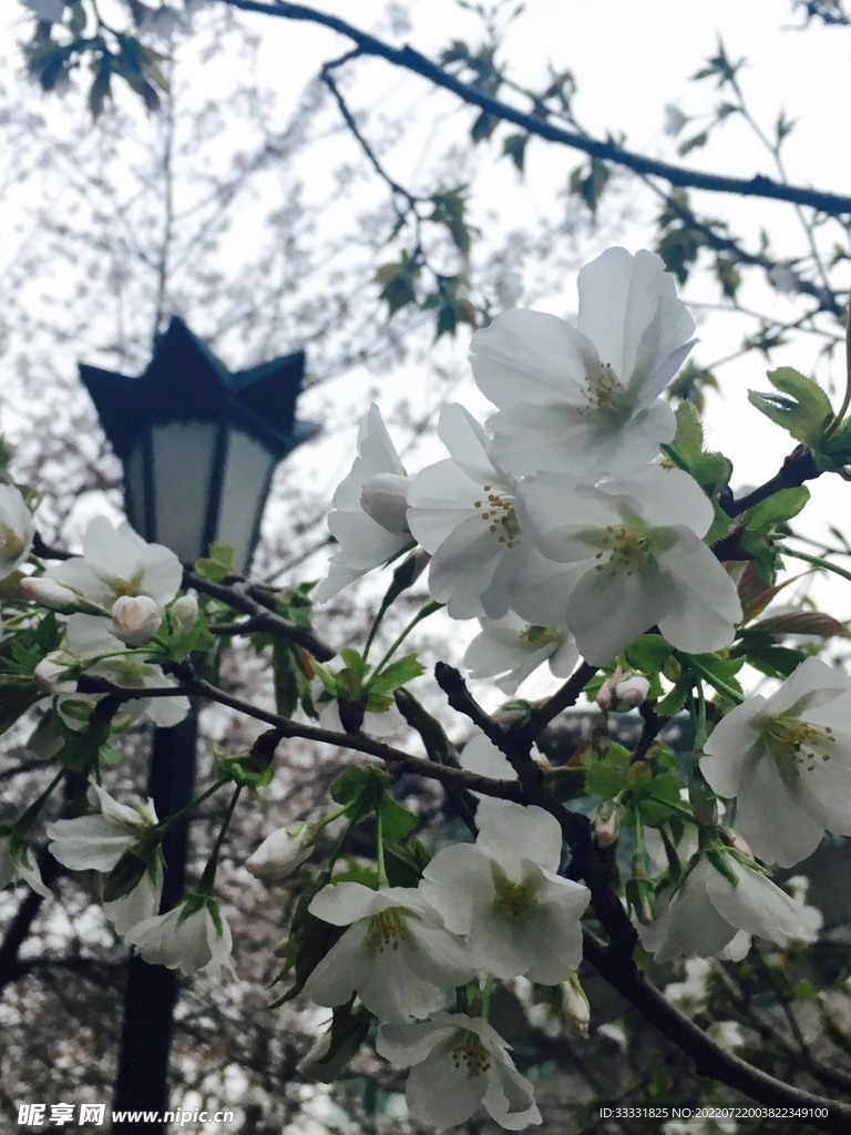 樱花