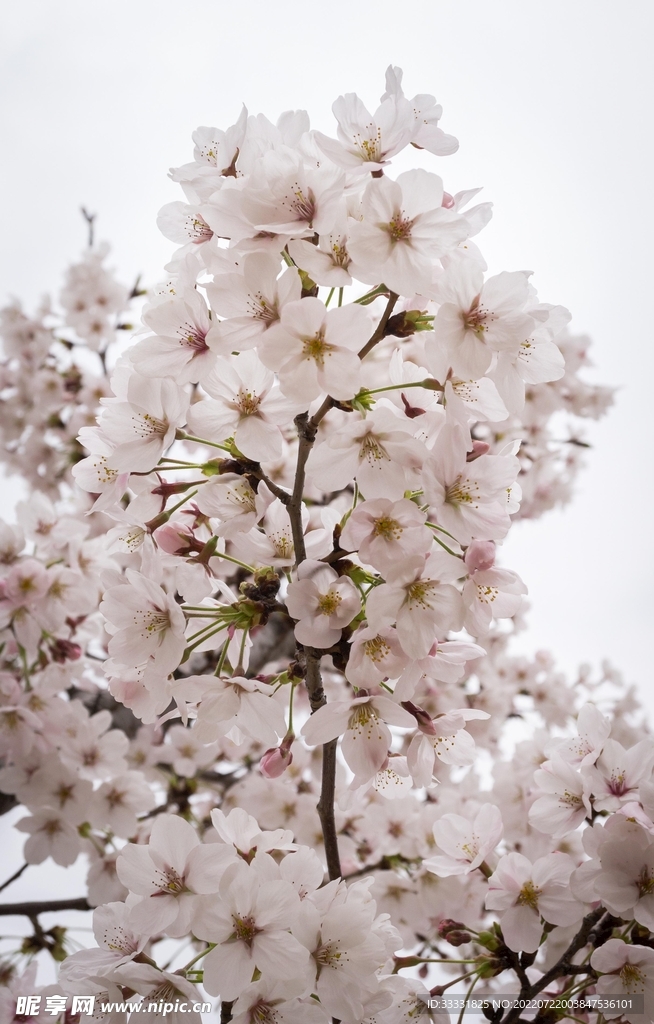 樱花
