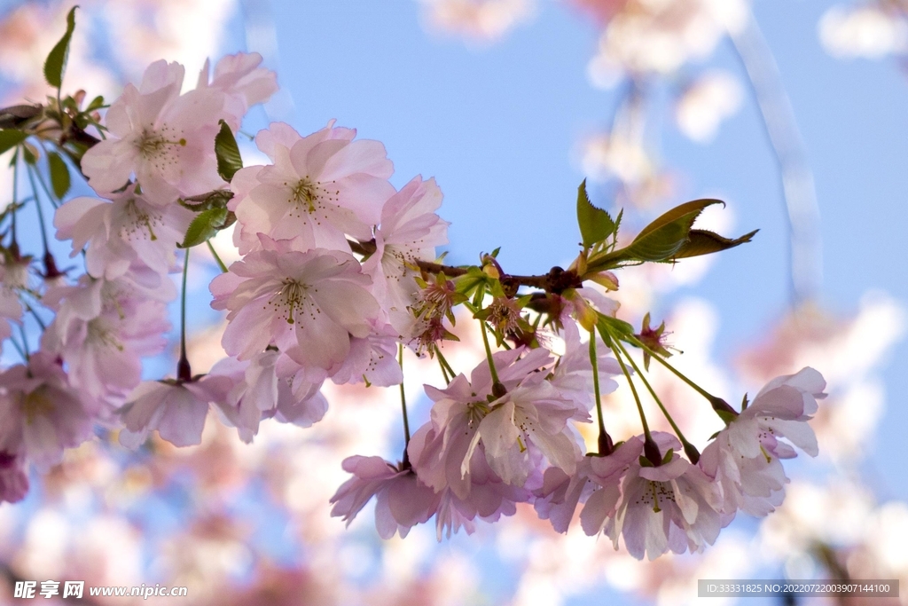 樱花