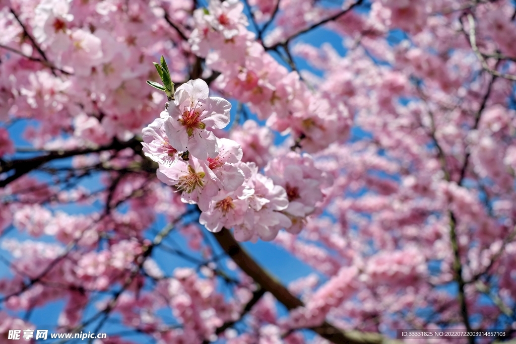 樱花