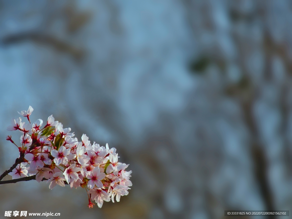 樱花