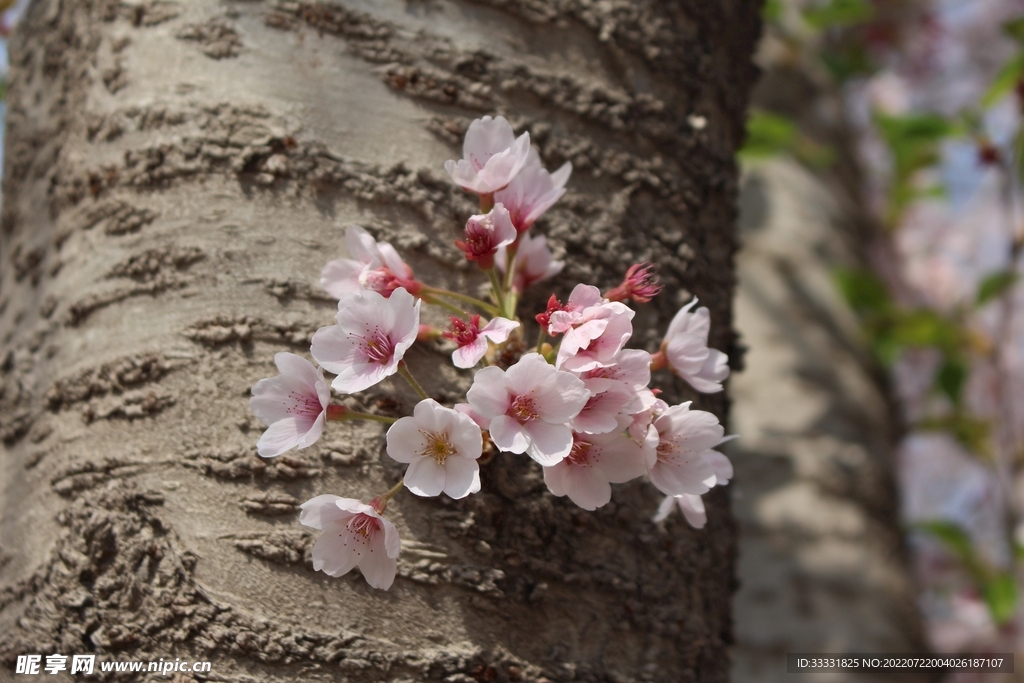 樱花