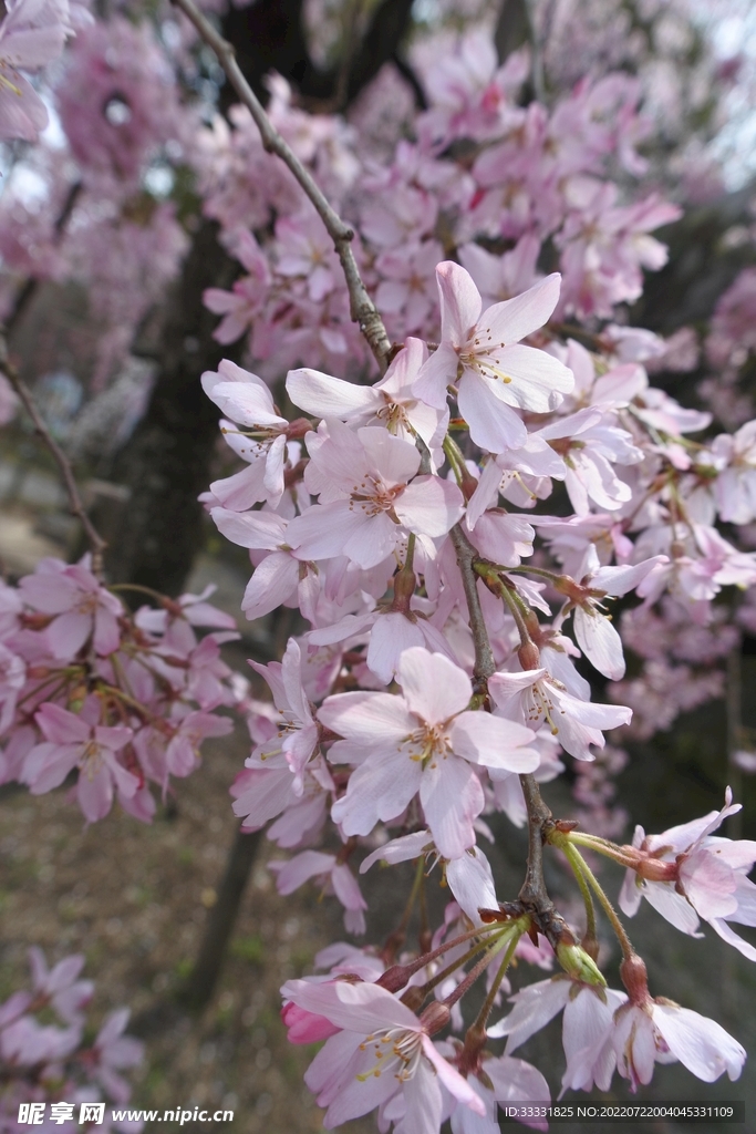 樱花