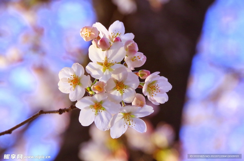樱花