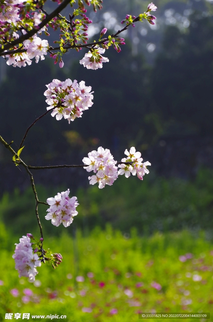 樱花