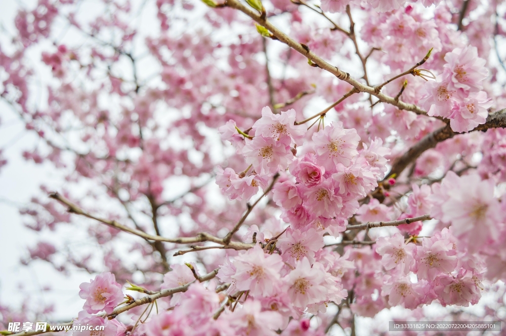 樱花