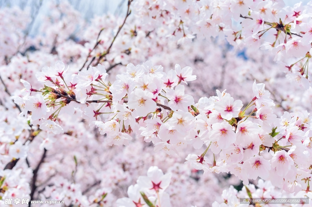 樱花