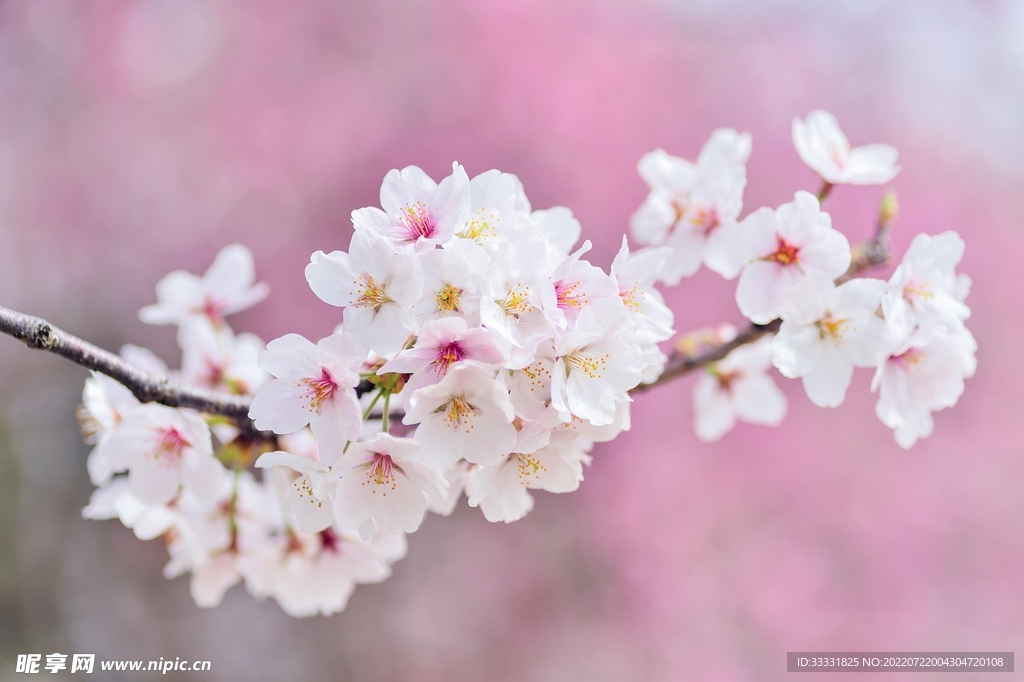 樱花