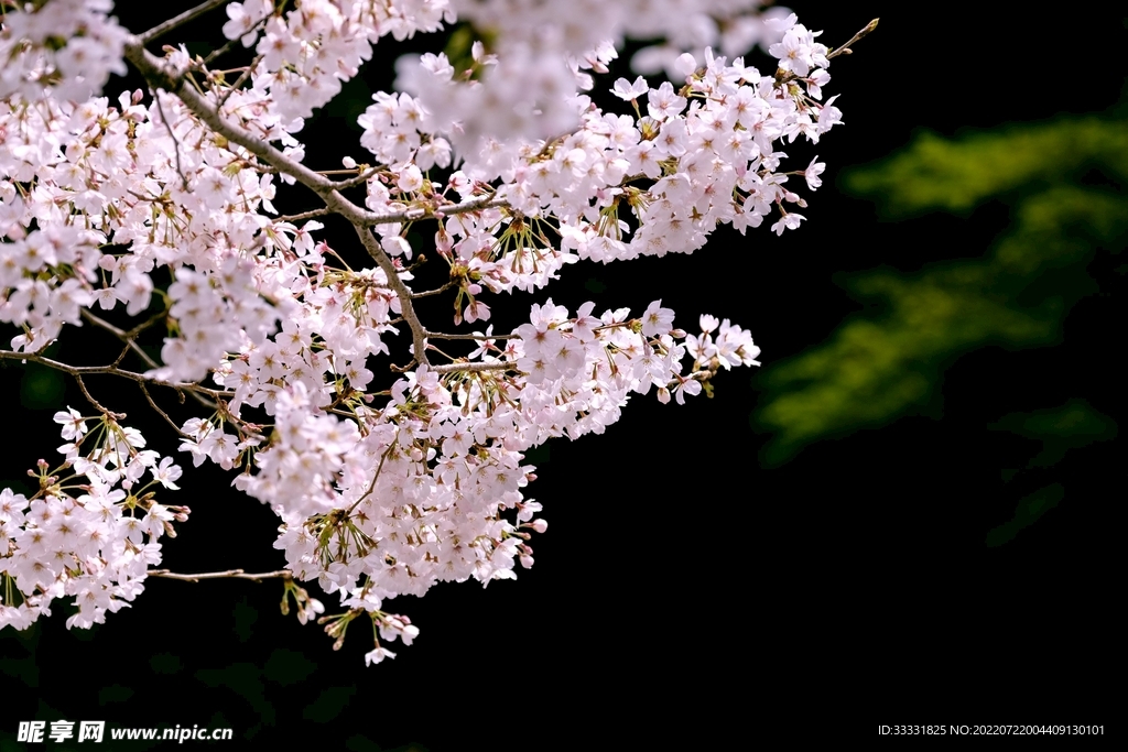 樱花