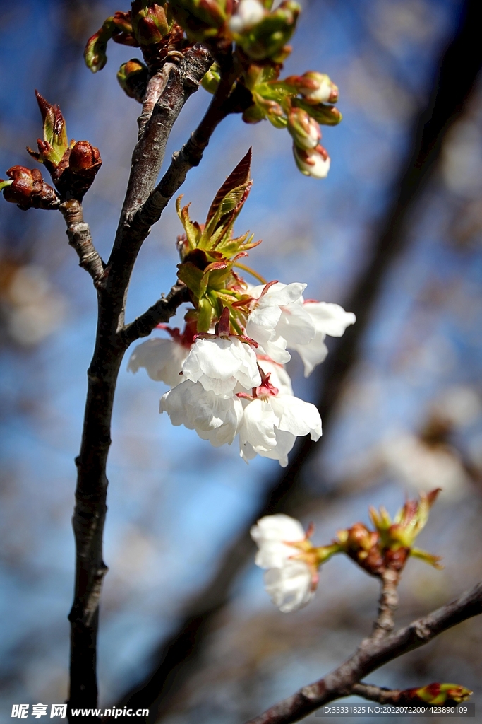 樱花