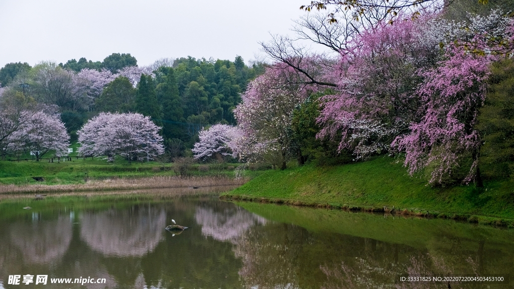 樱花