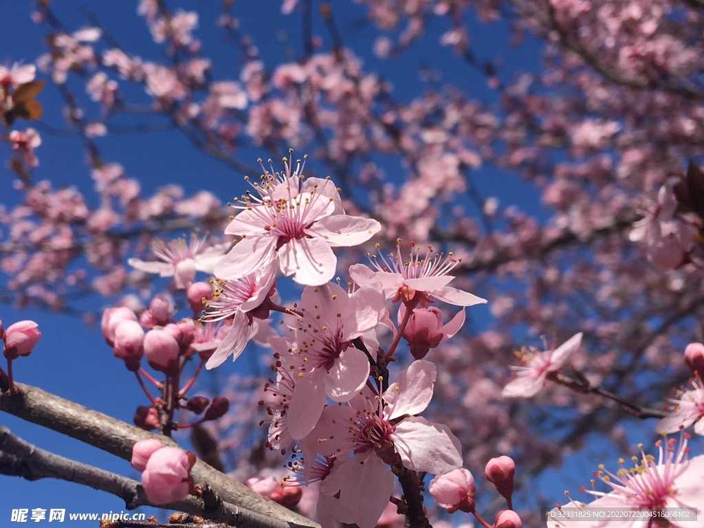 樱花