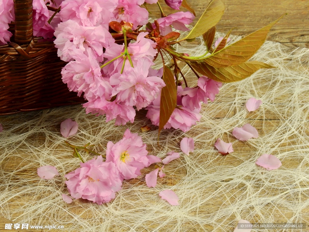 樱花