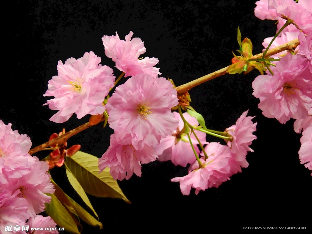 樱花