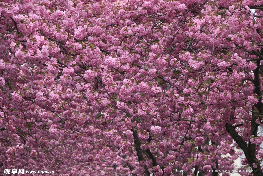 樱花