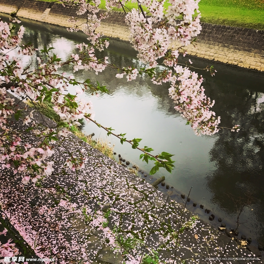 樱花