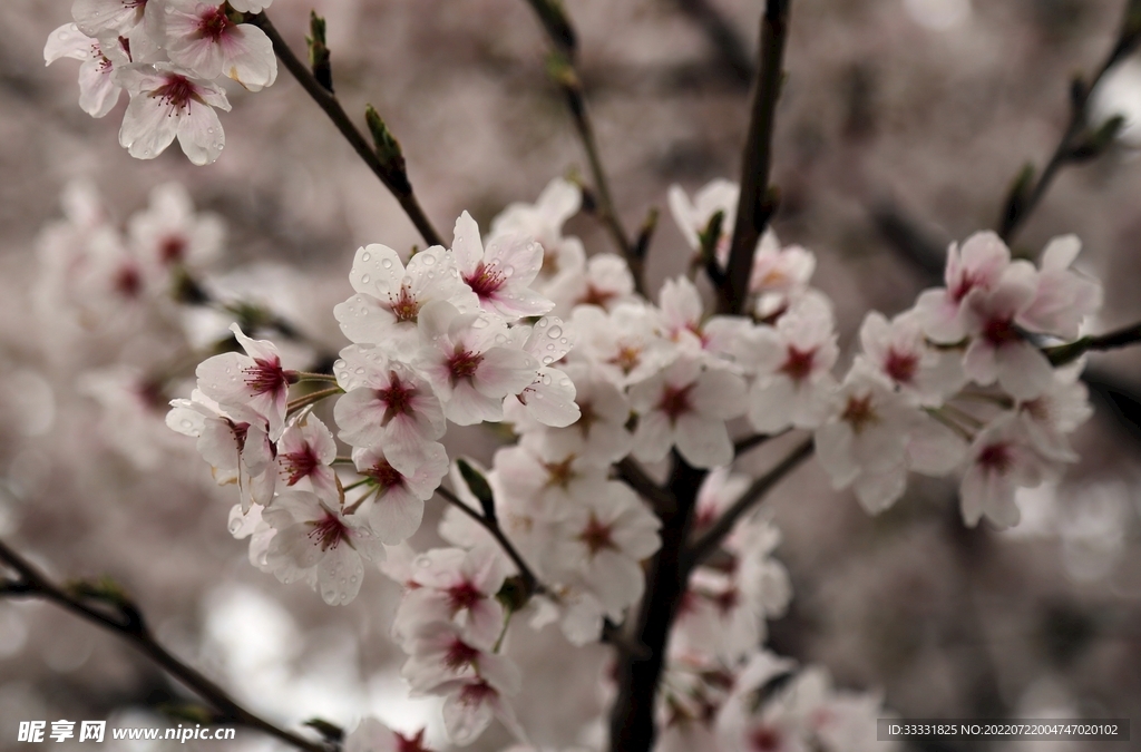 樱花