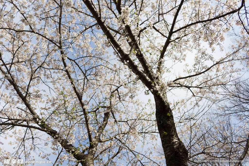 樱花