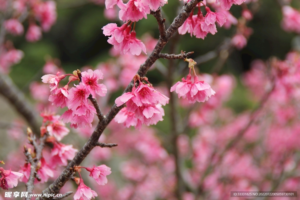 樱花