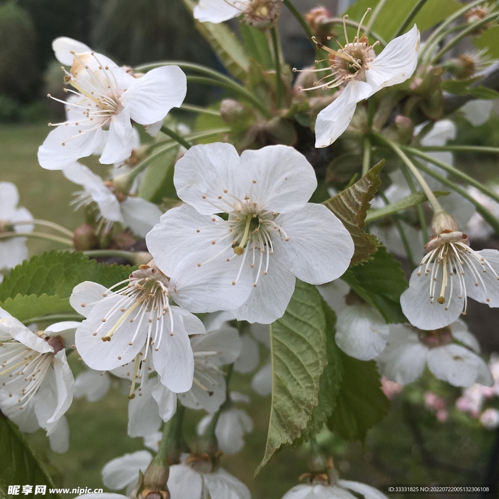 樱花
