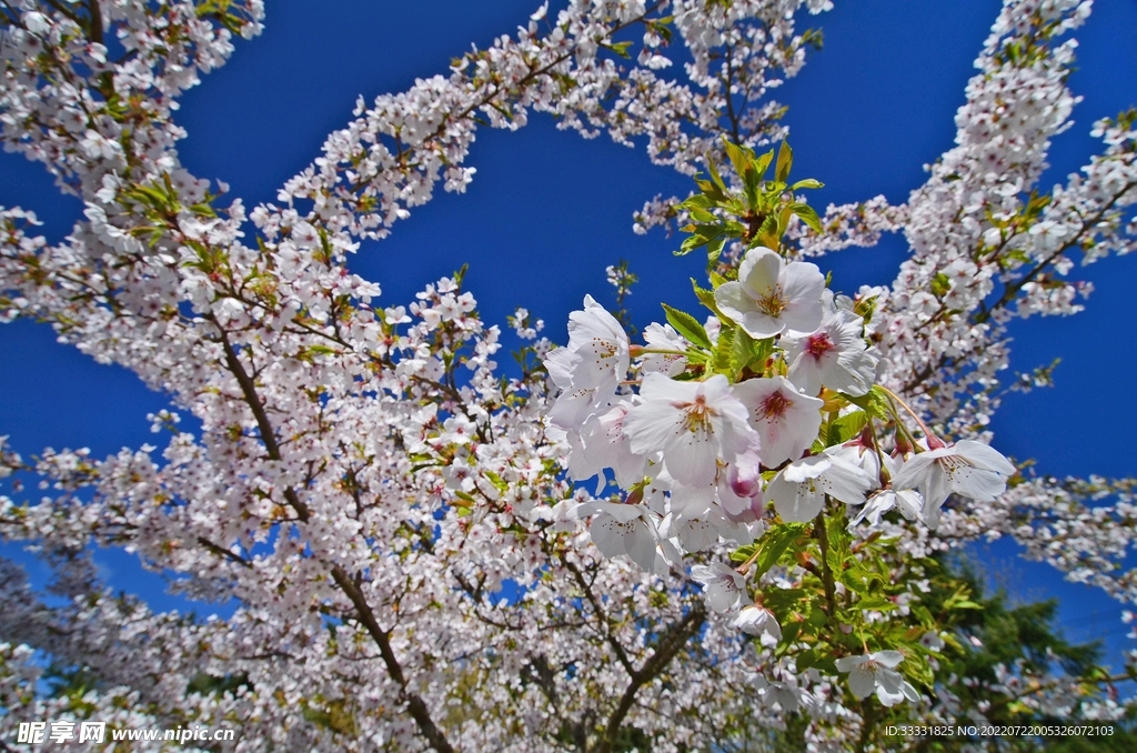 樱花